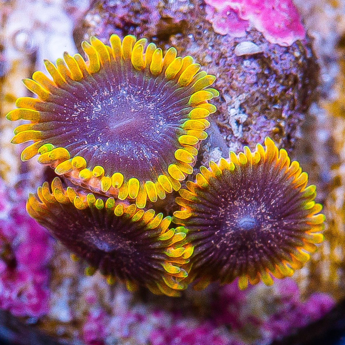 Stiggy Marley Zoanthids 179 101.JPG