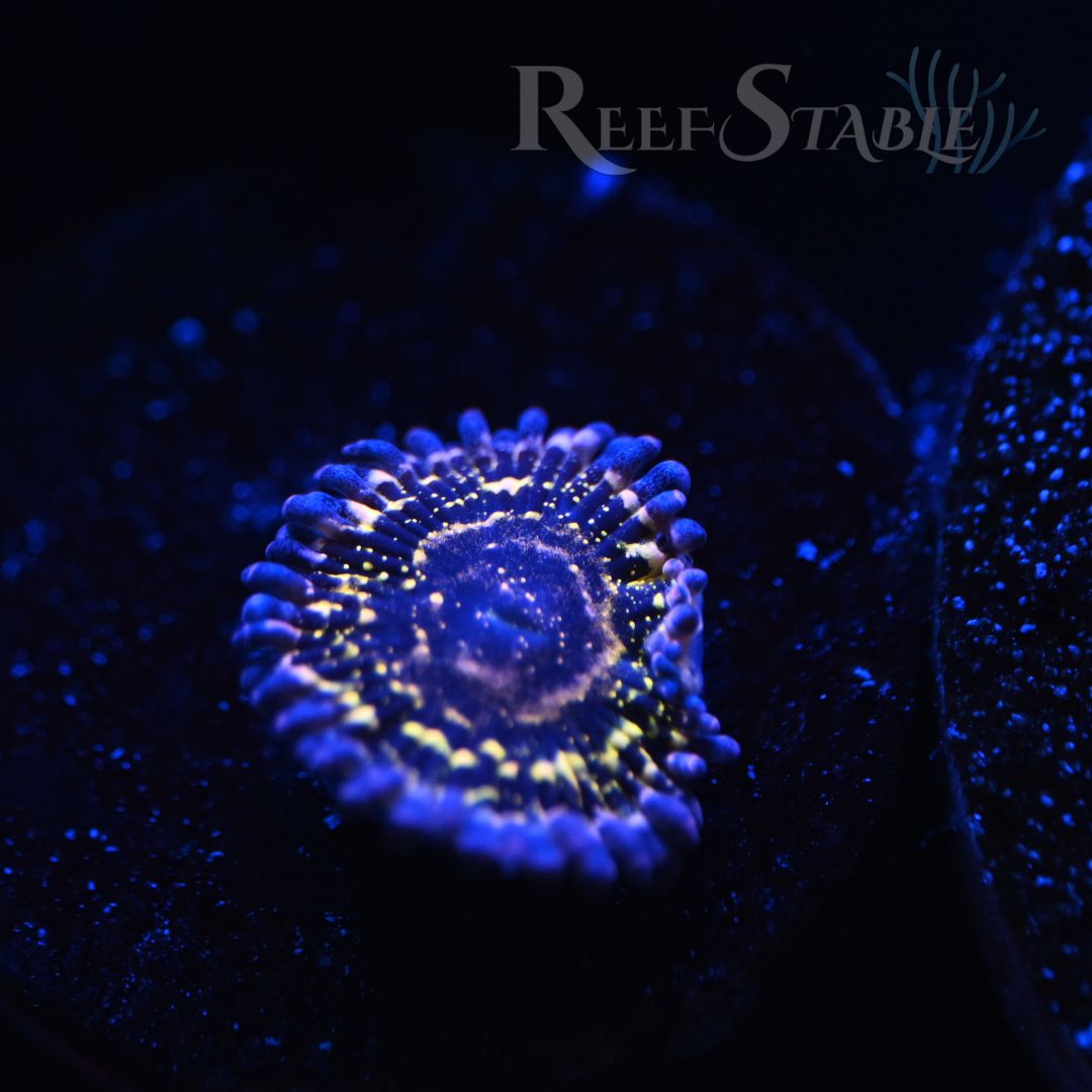 stratosphere-zoa-blue (1).jpg