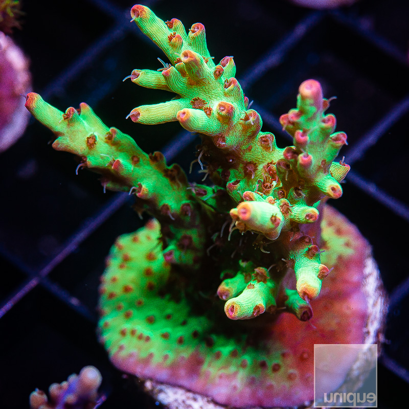 Strawberry Shortcake ACropora 89 46.JPG