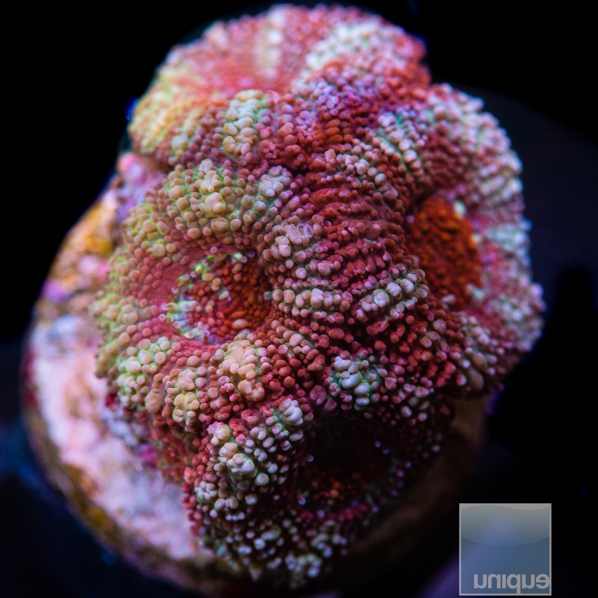 Striped Acan Lord 59 26.JPG