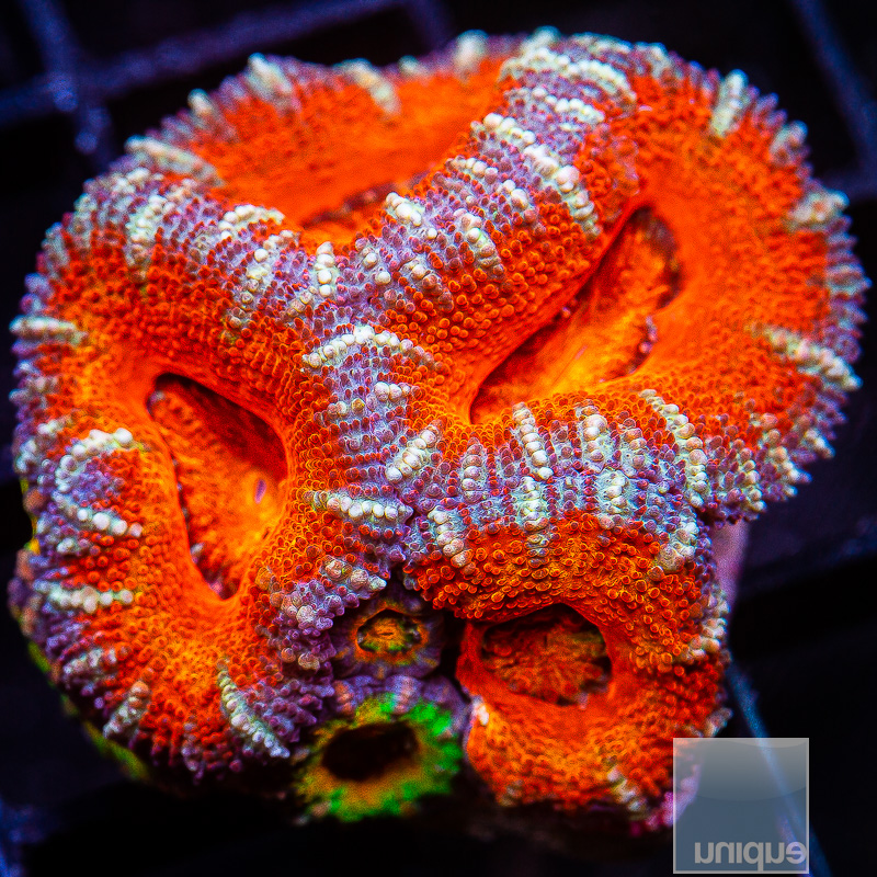 Striped Acan Lord 69 36 (1).JPG