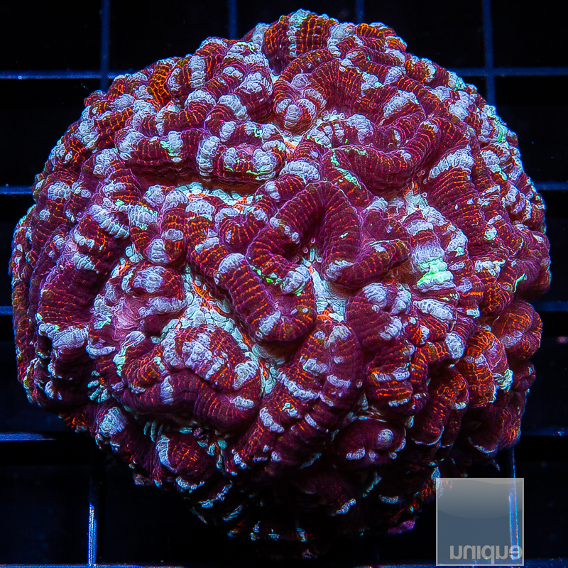 Striped Burgundy Wilsonii 289 179.JPG