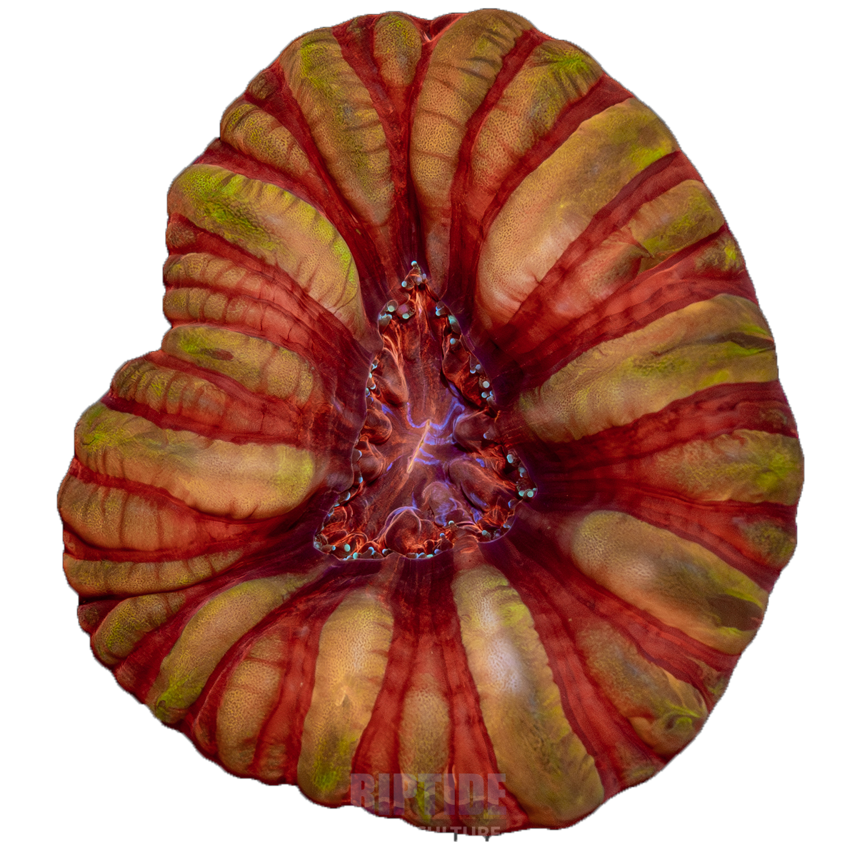 stripped cynirenia.png