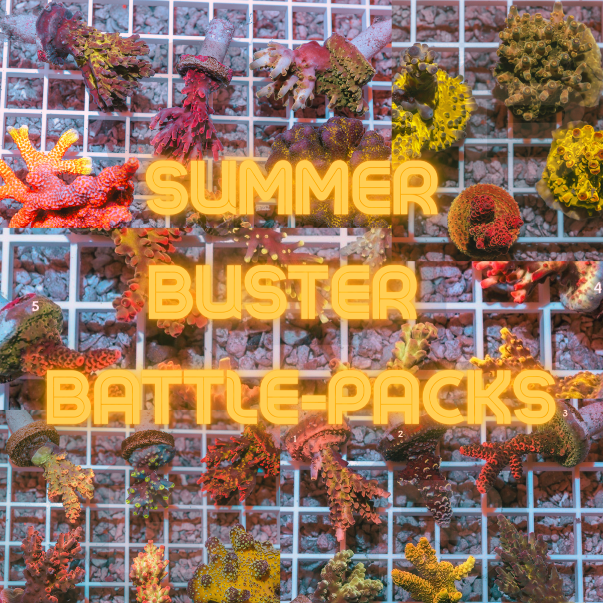 Summer buster Farag packs-3.png