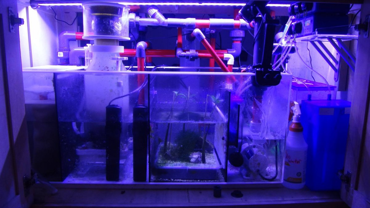 sump shot w: Reef Brite led strip.jpg