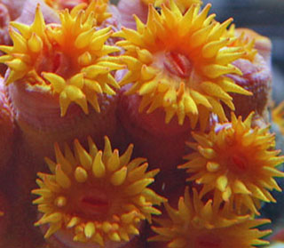 sun coral 4-12-12.jpg