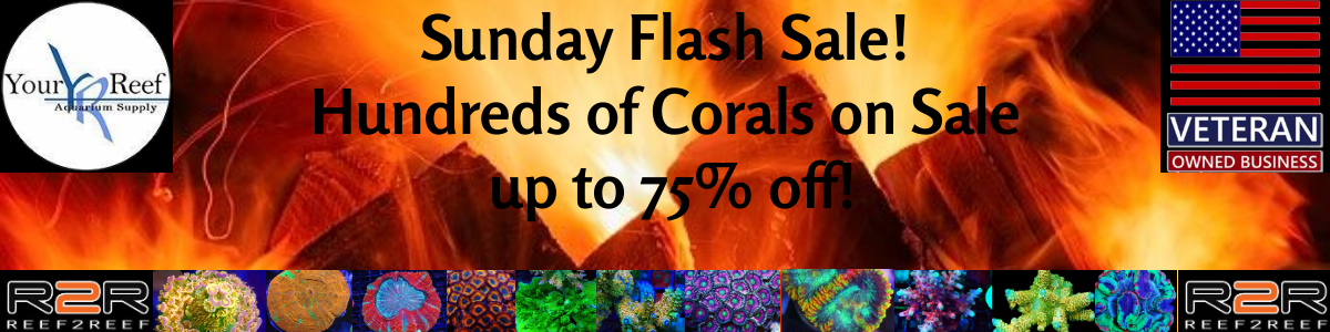 Sunday flash sale 1200x300-Max-Quality.jpg