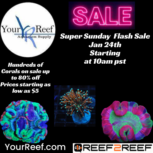 Sunday Flash Sale 500x500.jpg