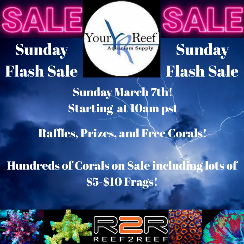 Sunday FlashSale 800x800.jpg