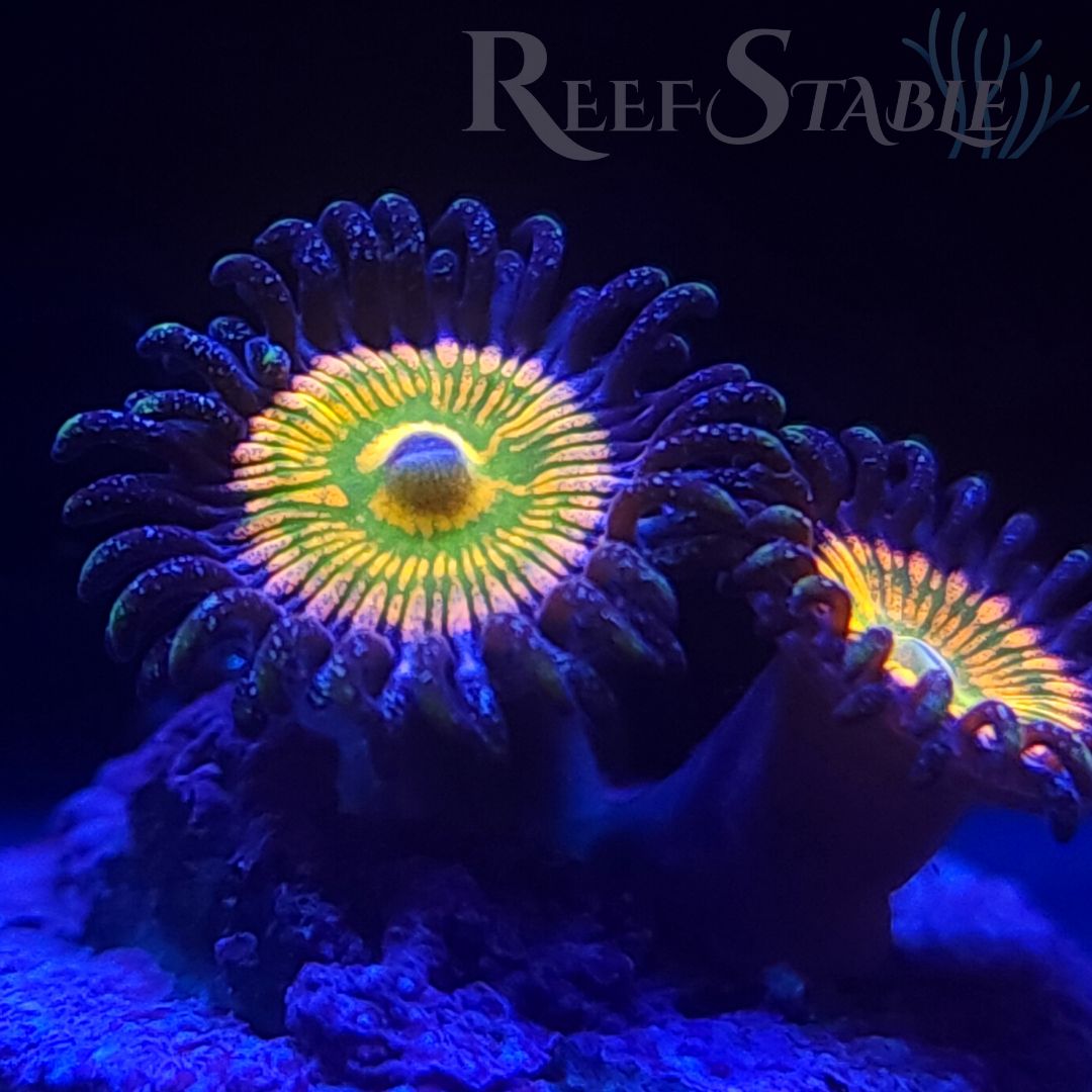 sunny-d-zoa-display.jpg