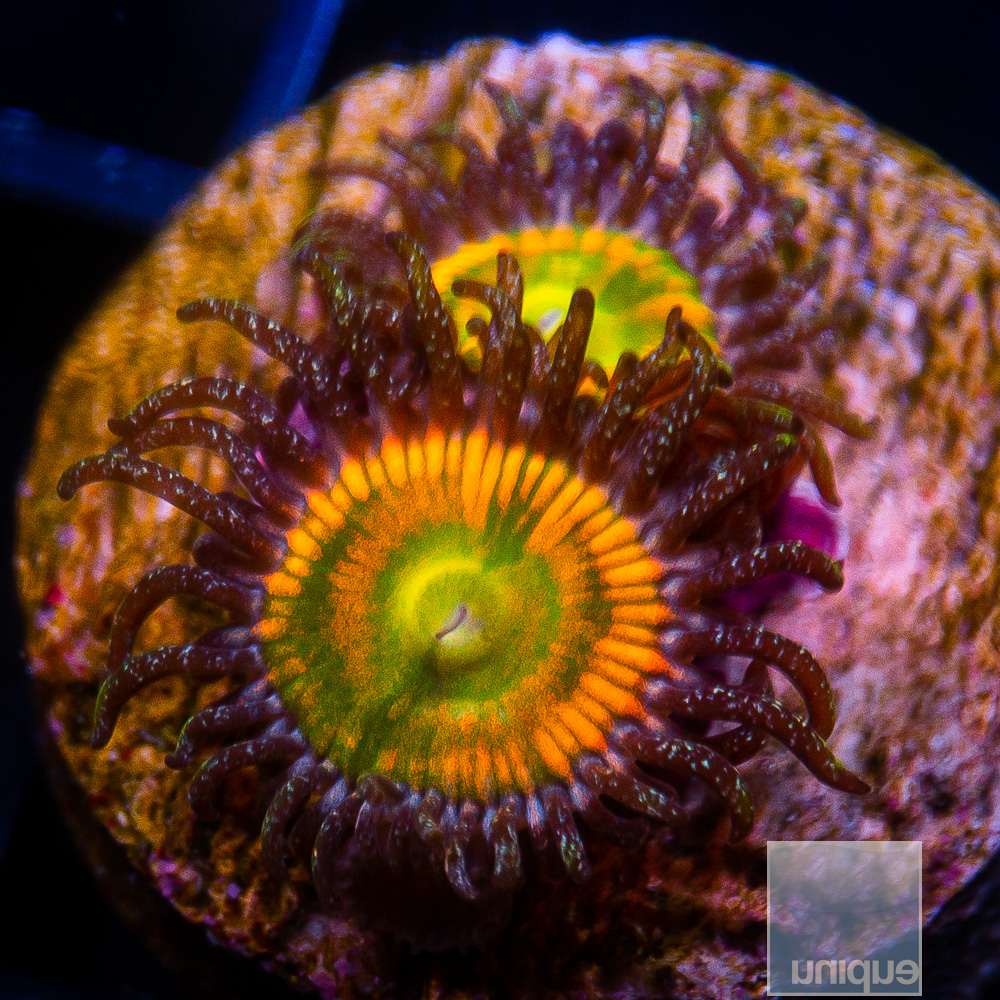 Sunny D Zoanthid 29 15.JPG