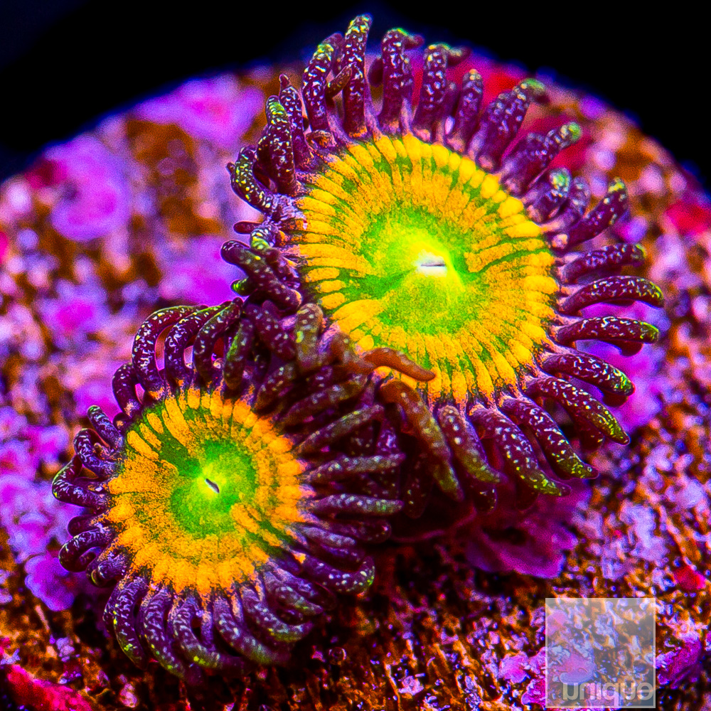 Sunny D Zoanthid 32 25.JPG