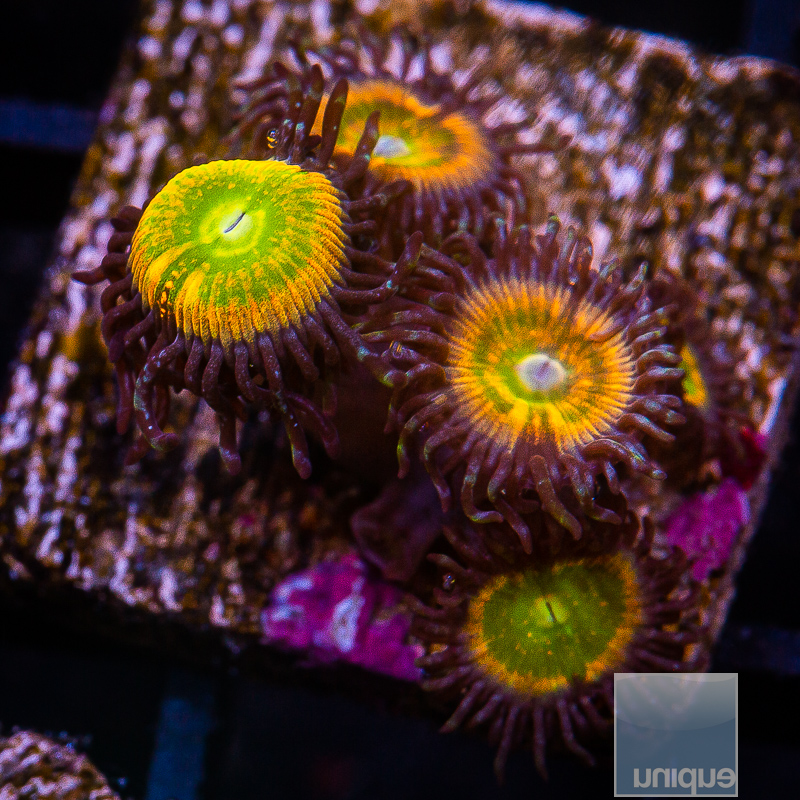 Sunny D Zoanthid 59 26.JPG