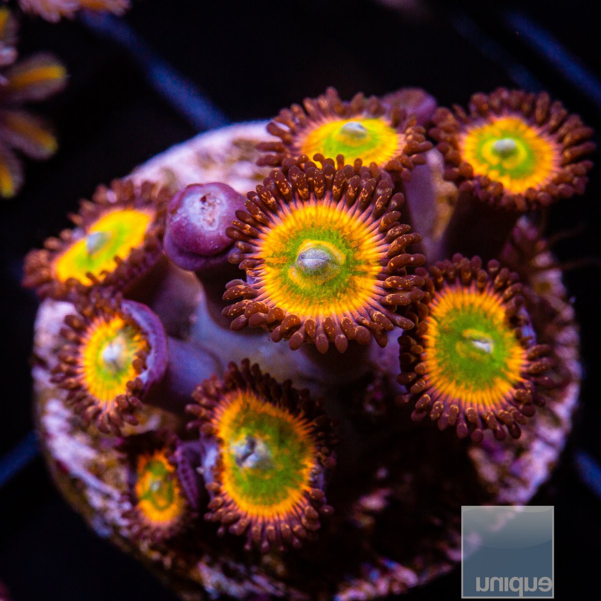 Sunny D Zoanthid growout 129 90.JPG