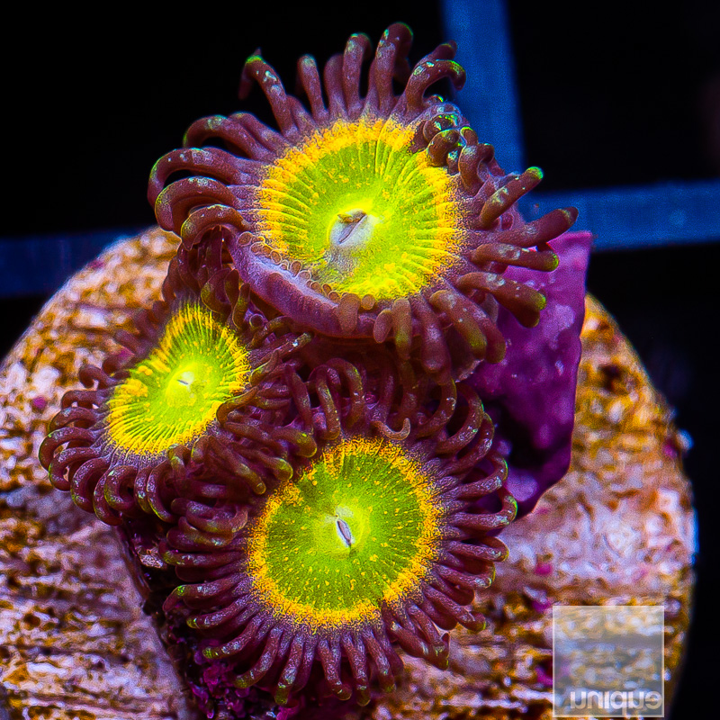 Sunny D Zoanthids 59 42.JPG