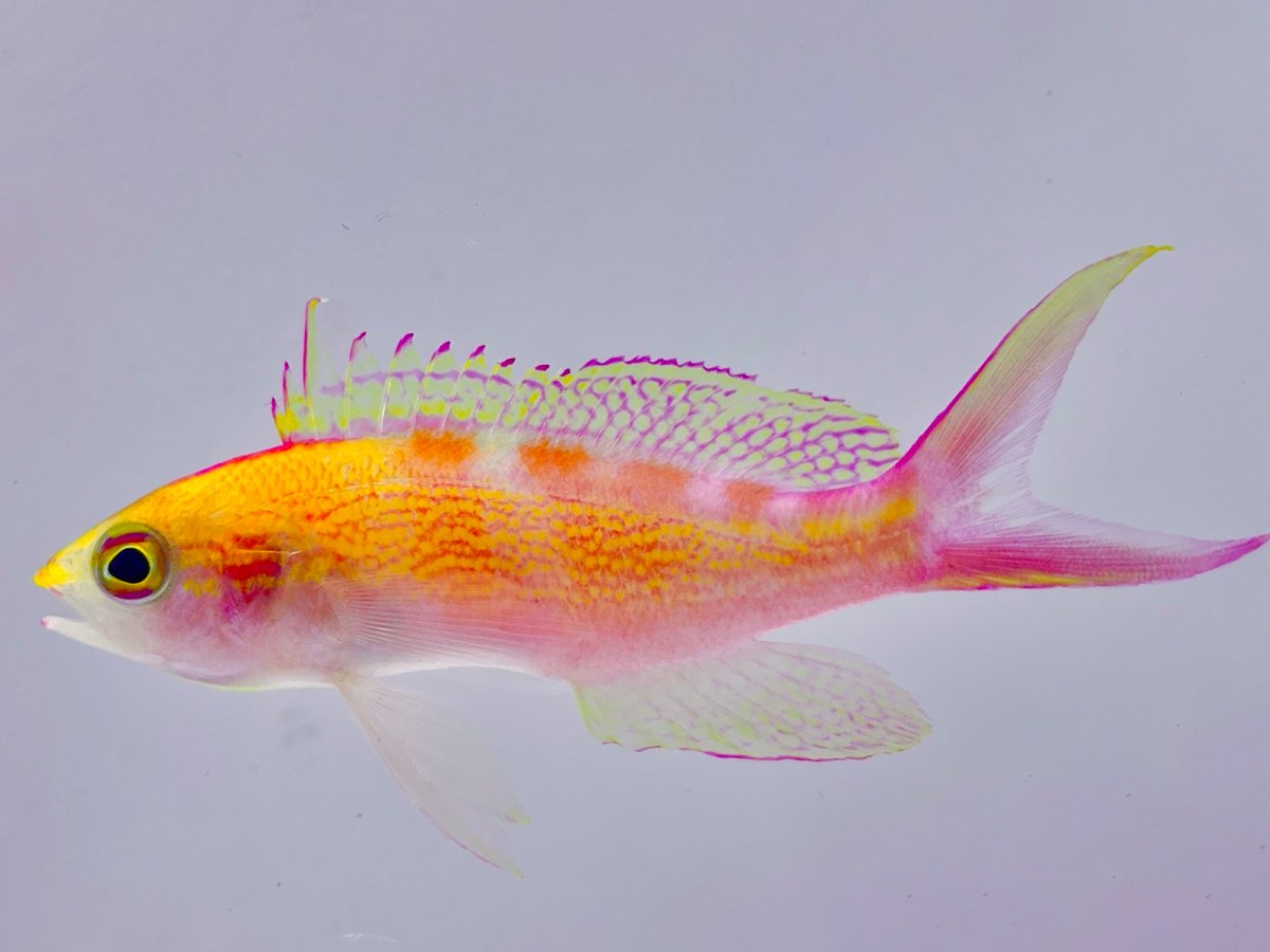 Sunset Anthias.jpg