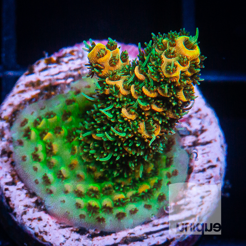 Sunset Millepora 59 36 (2).jpg