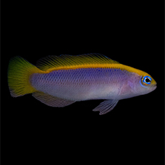 sunshine-dottyback.jpg