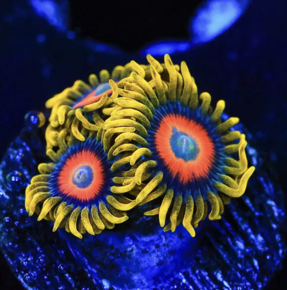 SUPER SAIYAN ZOANTHID.jpg