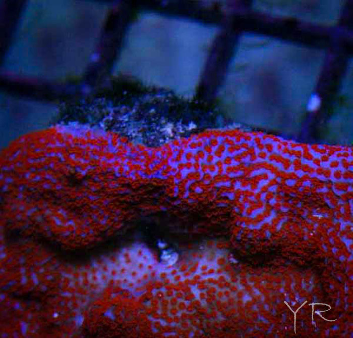 Superman Montipora-73.jpg