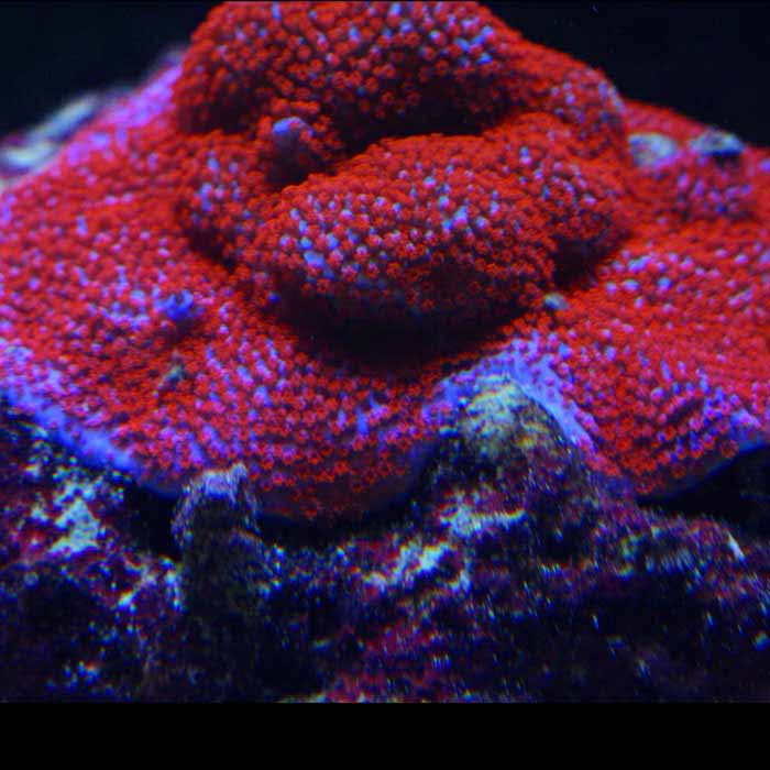 Superman Montipora.jpg