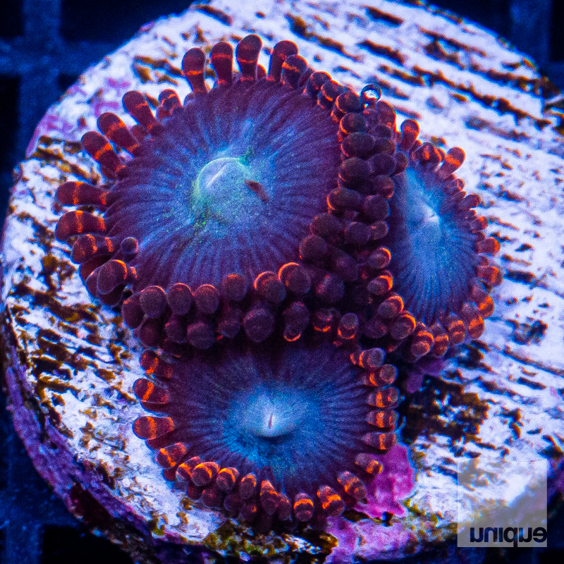 Superman Zoanthids 59 40.jpg