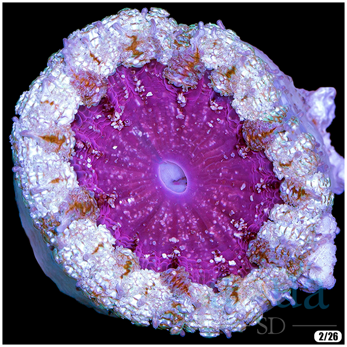 SweetRockFlowerAnemone-_25_6_1080x.png