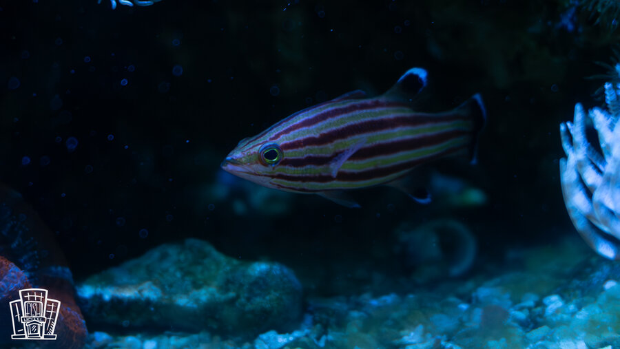 Swissguard Basslet-Cave.jpg