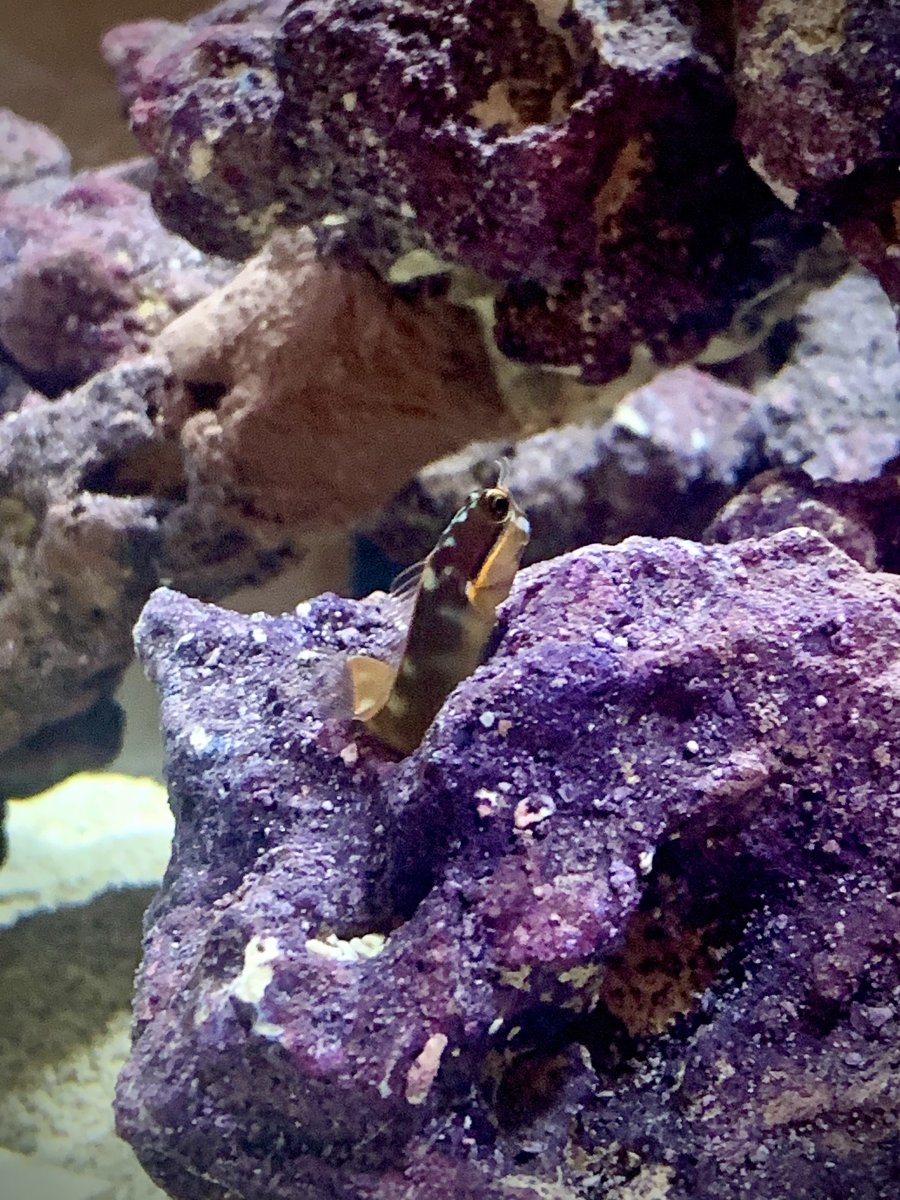 Tail Spot Blenny 20Dec20 (1).jpg