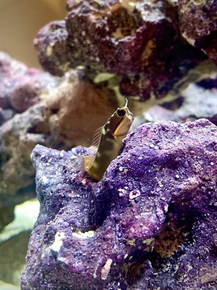 Tail Spot Blenny 20Dec20 (2).jpg