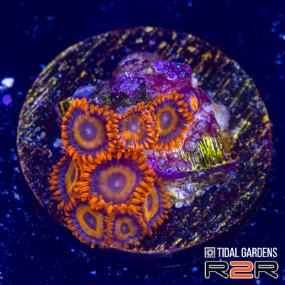 Tangerine Dreams Zoas.jpg