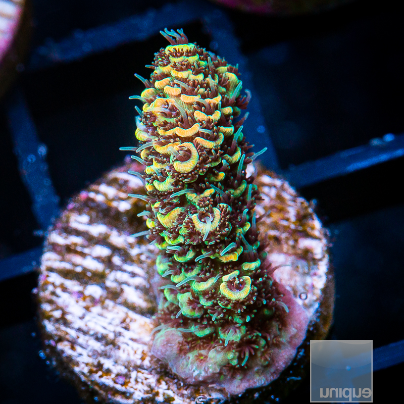 Tangerine Millepora 79 36.JPG