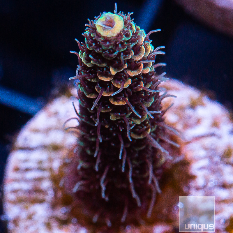 Tangerine Millepora 79 45.JPG