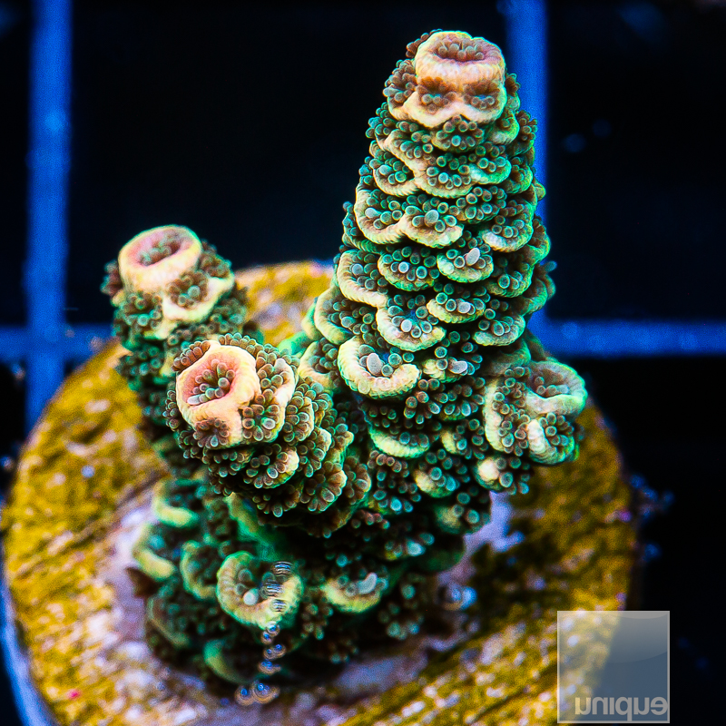 Tangerine Millepora 79 46.JPG