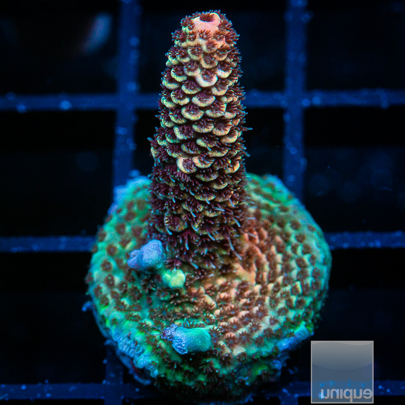 Tangerine Millepora 89 46.JPG