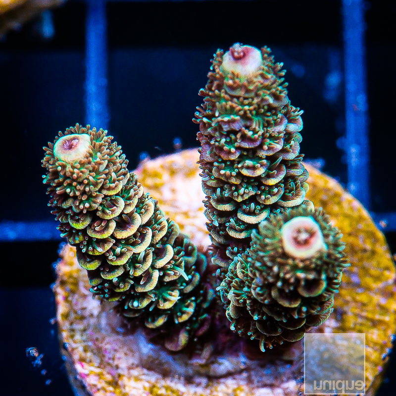 Tangerine Millepora 89 56.JPG