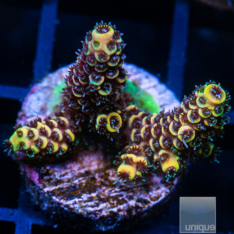 Tangerine Millepora 89 58.JPG