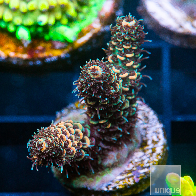 Tangerine Millepora 99 65.JPG