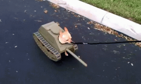 tank-dogs.gif