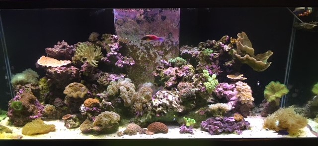 Tank  FTS1.jpg