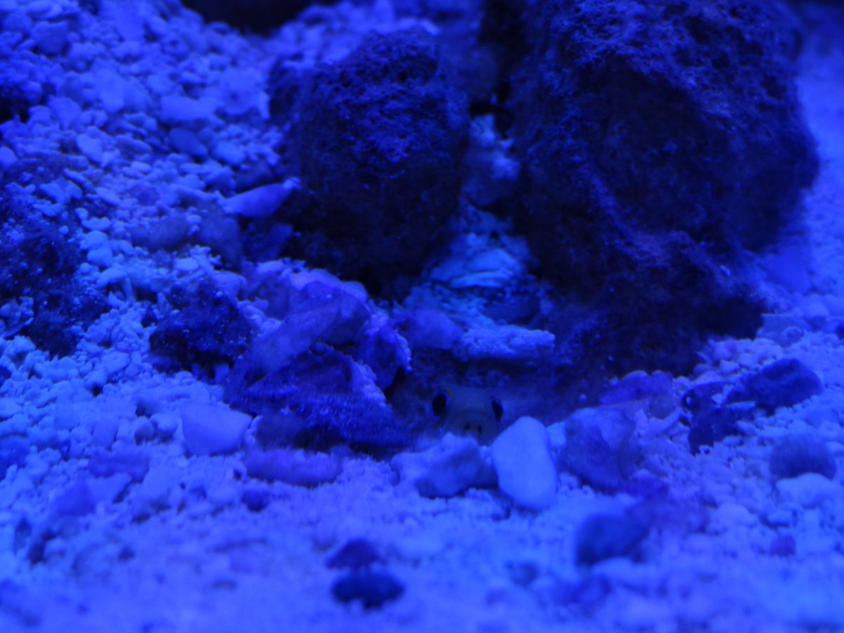 Tank Jawfish.JPG