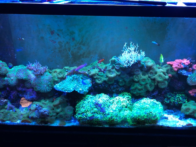 TANK PIC 3.jpg