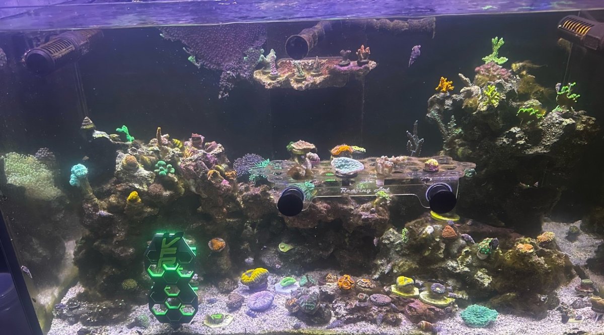 tank pic for reef2reef.jpg