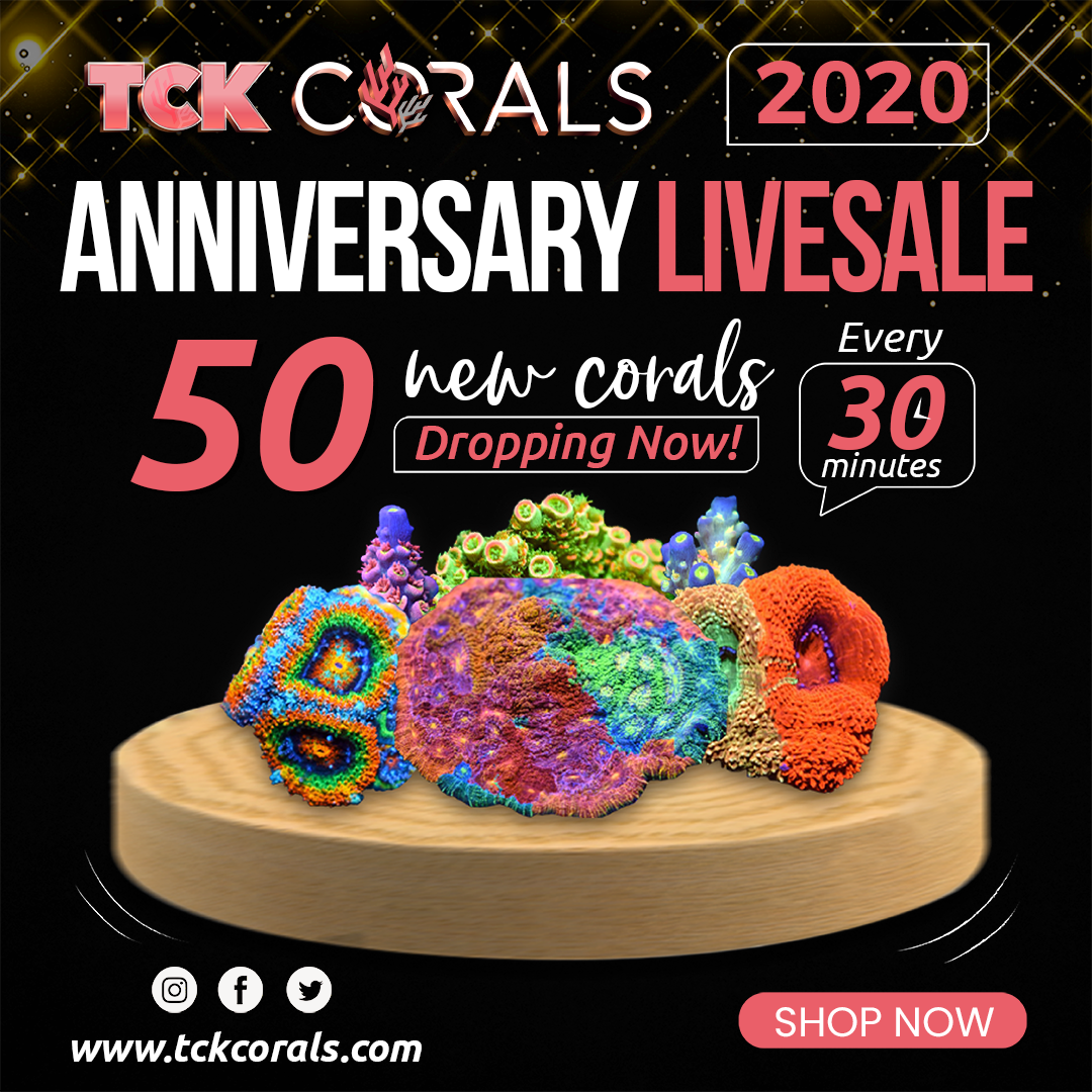 tck corals every 30 minutes LIVESALE Social Media Post Square 1080 x 1080.png