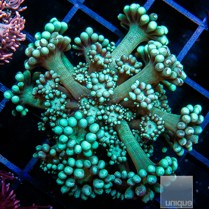 Teal Goniopora 59 26 (1).JPG