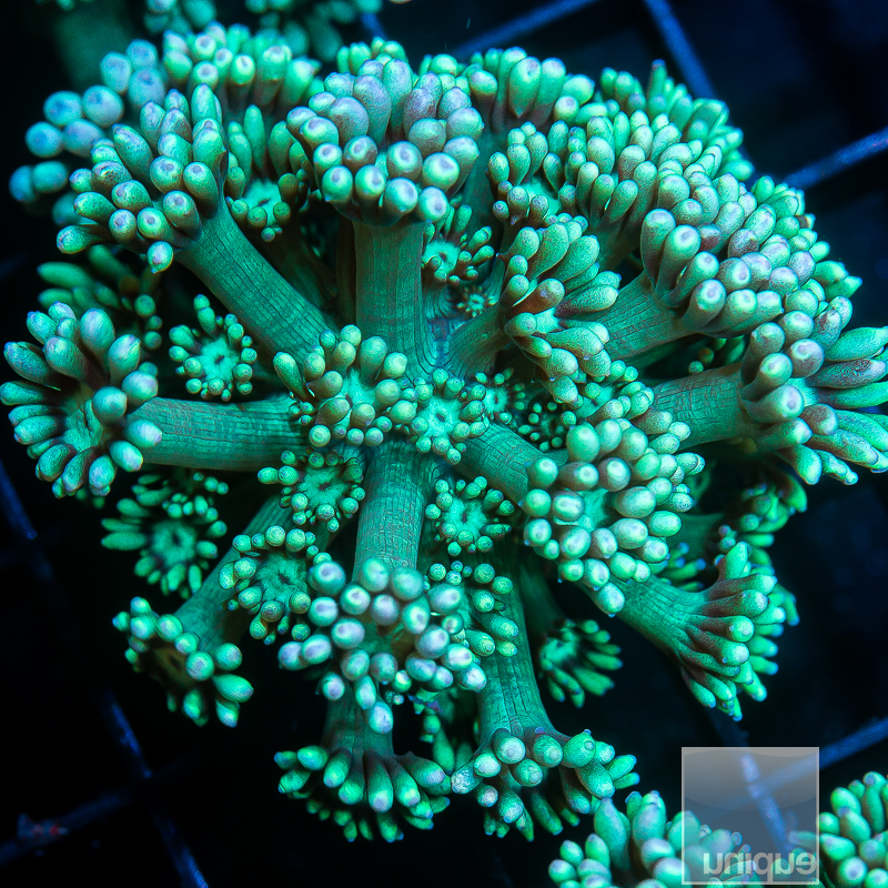 Teal Goniopora 59 28.JPG