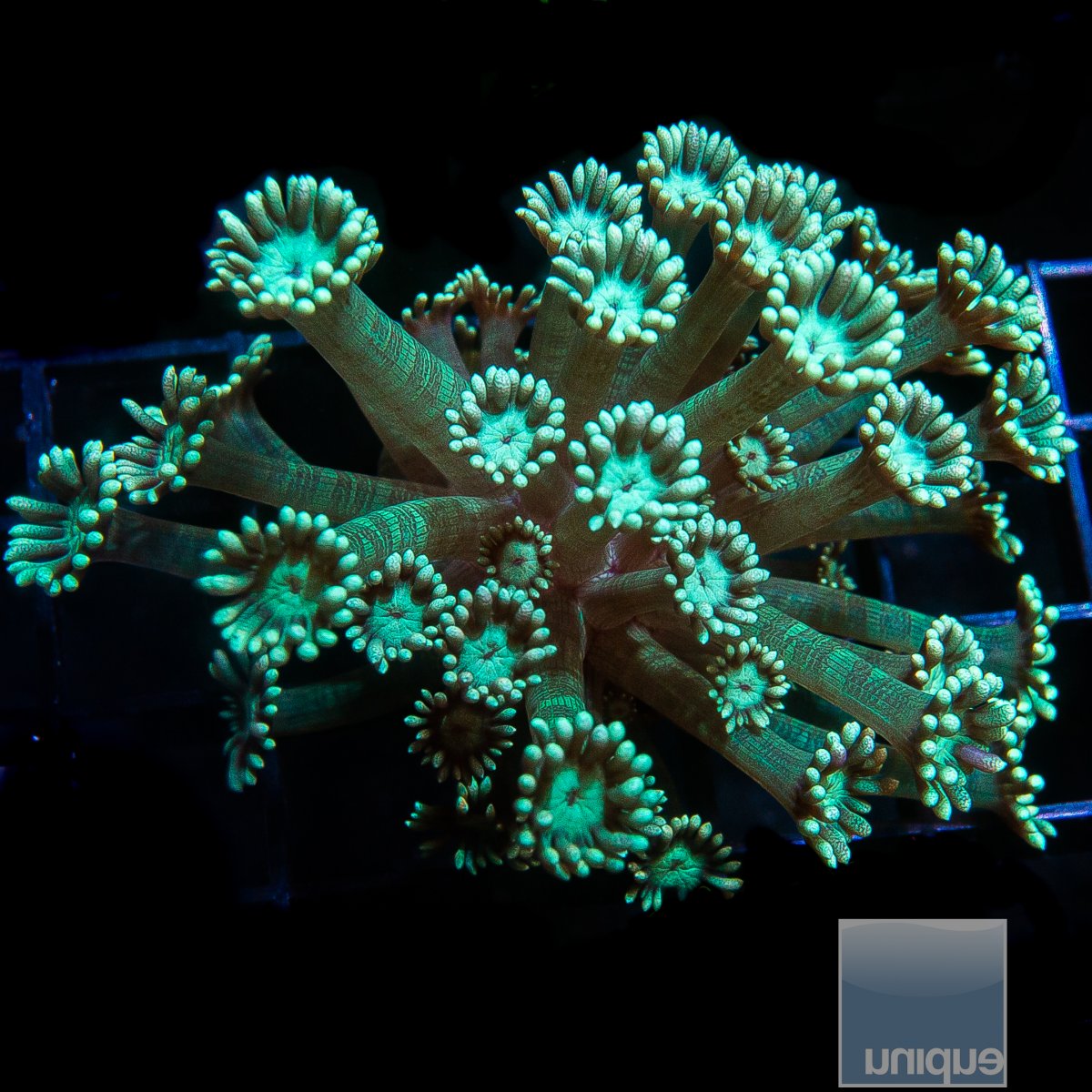 Teal Goniopora 69 36 (1).JPG