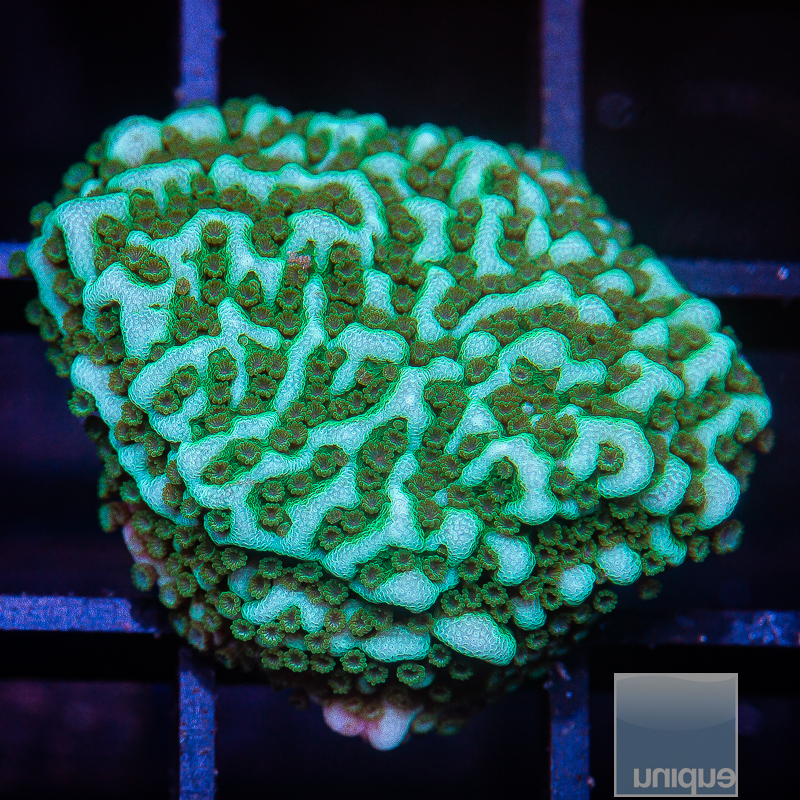 Teal Montipora 59 36.JPG