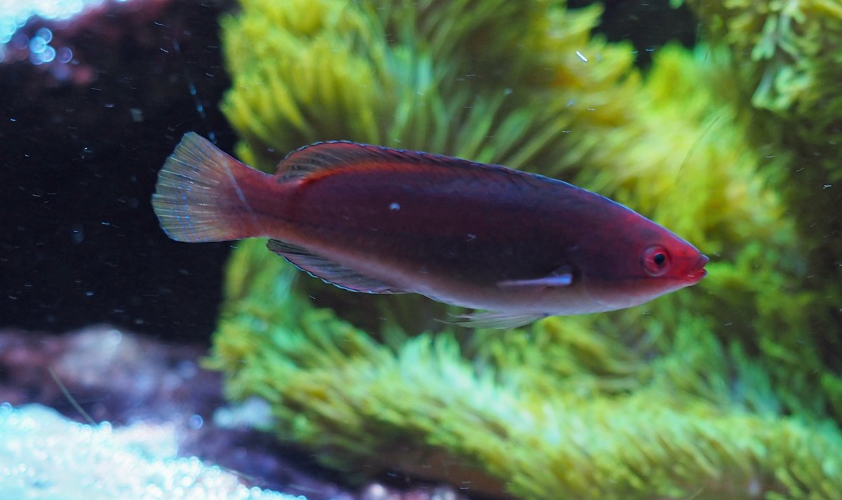 TemminckiFairyWrasse2019042403.jpg