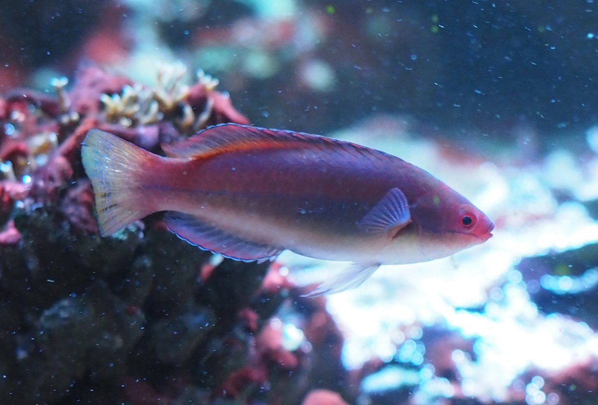 TemminckiFairyWrasse2019042404.jpg